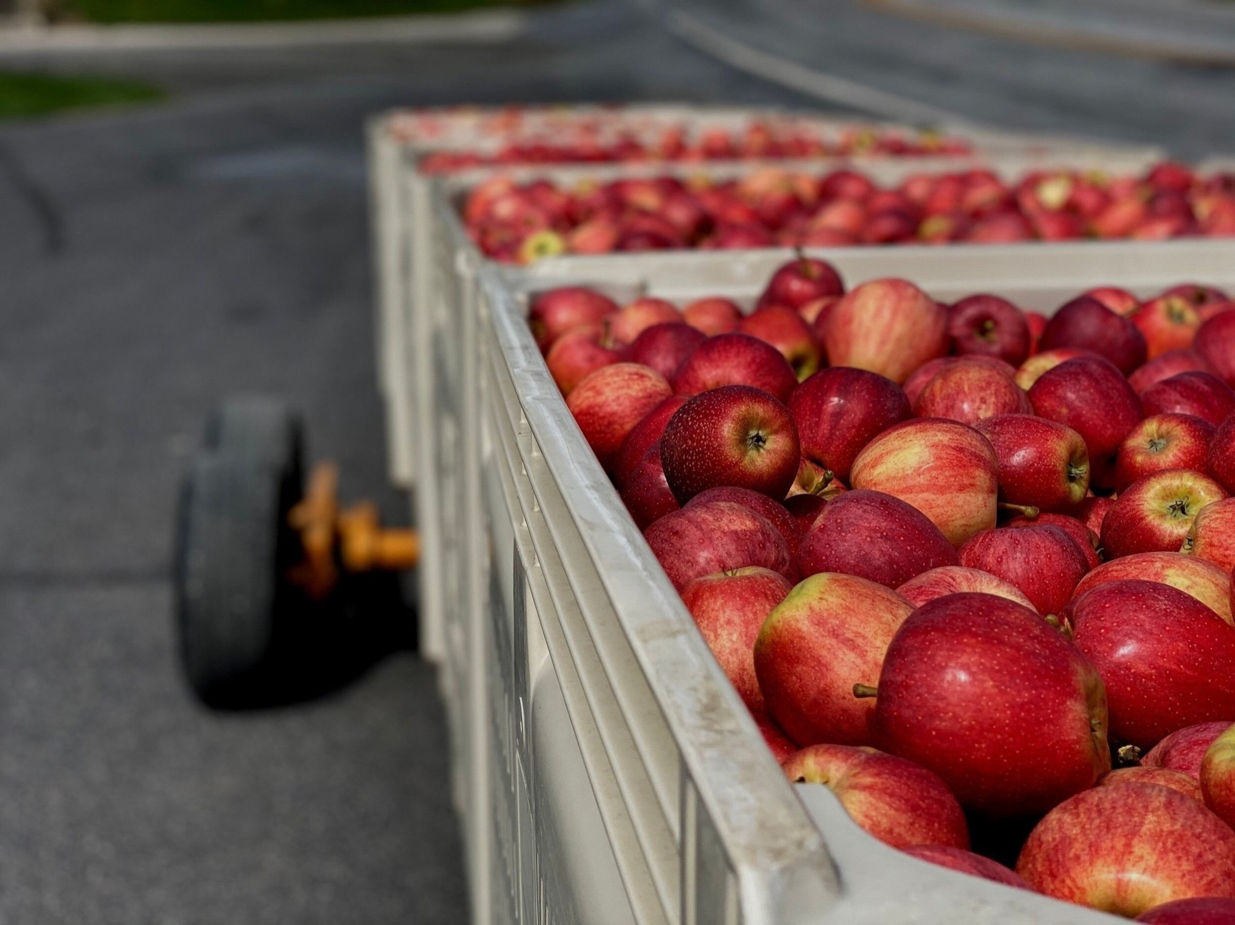 Seasonal Staffing for Food Processing