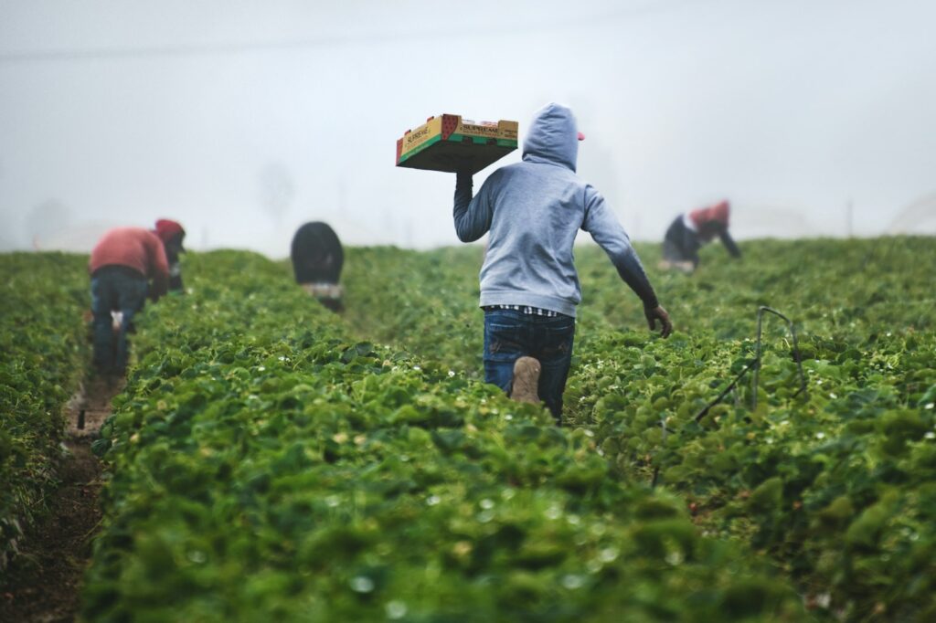 Seasonal H-2 farm workers harvesting crops
