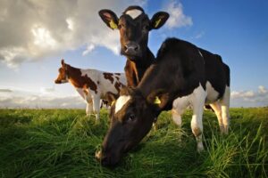 Dairy cattle grazing in a green pasture