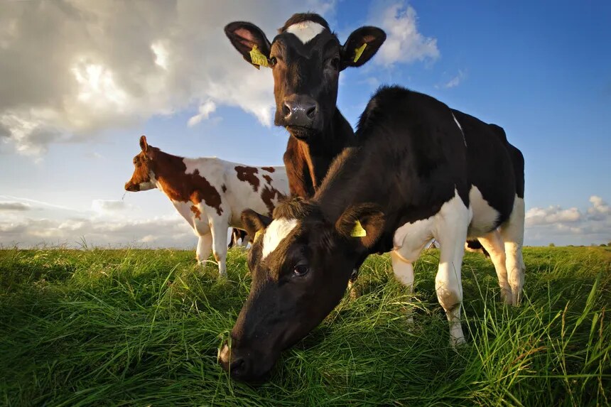 Dairy cattle grazing in a green pasture