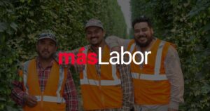 Three seasonal workers in safety vests standing together in a hop field, with the masLabor logo centered over the image